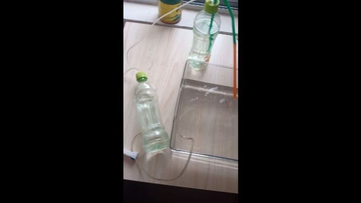 銀龍魚苗怎么養(yǎng)及喂養(yǎng)技巧圖片大全（銀龍魚苗怎么養(yǎng)及喂養(yǎng)技巧圖片大全視頻）