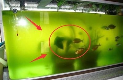 北票市南山水族部落水族館（北票南山水塔什么時候建的）