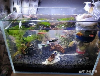 銀龍魚怎么繁殖技術(shù)視頻（銀龍魚怎么繁殖技術(shù)視頻教程）
