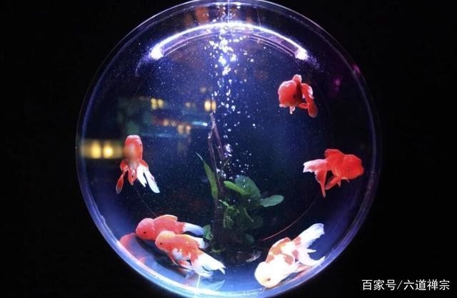 海陽市麒麟水族館（海陽市麒麟水族館電話）
