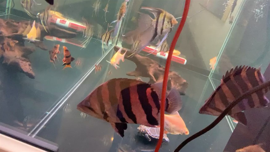 虎魚還會變色的嘛？