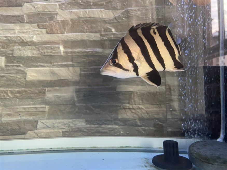小虎魚半個(gè)月不吃食難道是自閉了？