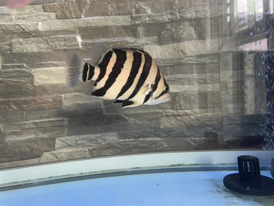 換水時如何避免龍魚應激？，如何避免龍魚換水應激