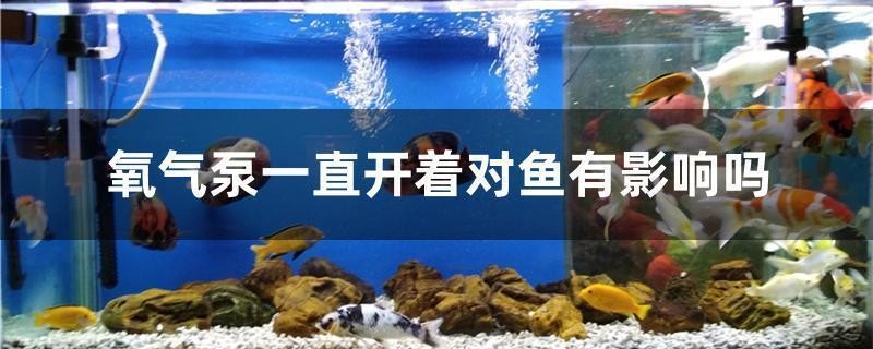 銀龍魚可以用黃粉嗎