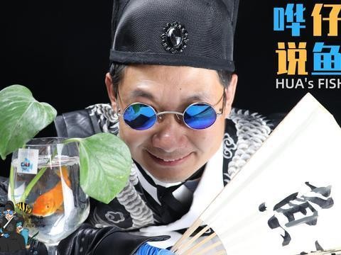 小銀龍魚多少錢一條（小銀龍魚多少錢一條圖片）