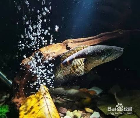 諸城市亞馬遜生態(tài)水族旗艦店（諸城市亞馬遜生態(tài)水族旗艦店地址）