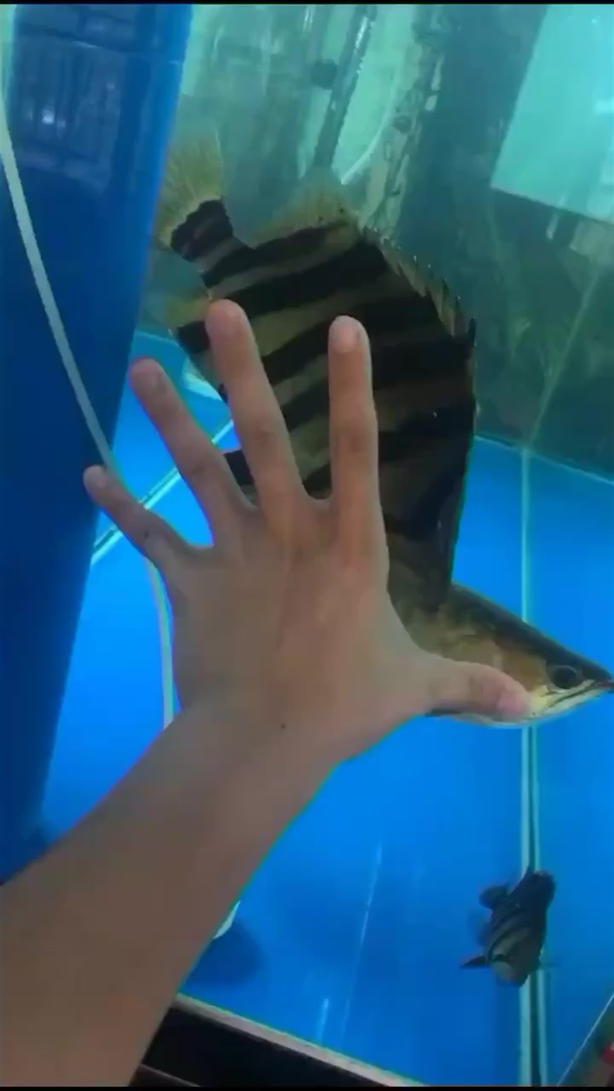 虎魚龍魚記錄
