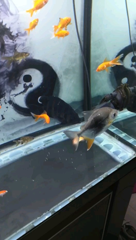 怎么變明呀虎魚龍巔