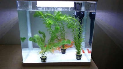 銀龍魚爛尾爛鰭怎么辦（銀龍魚爛尾爛鰭怎么辦圖片）