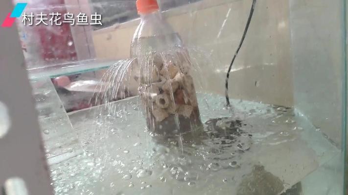 斗門區(qū)斗門鎮(zhèn)吉祥水族生活館（斗門區(qū)斗門鎮(zhèn)吉祥水族生活館地址）
