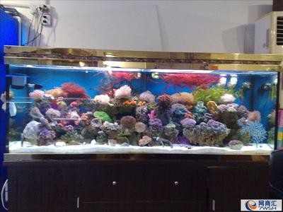 銀龍魚嘴撞爛了多久能好啊圖片視頻（銀龍魚嘴撞爛了多久能好啊圖片視頻大全）