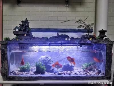 新加坡亞洲龍魚場在哪里：新加坡亞洲龍魚場在哪里啊，坡亞洲龍魚場的具體
