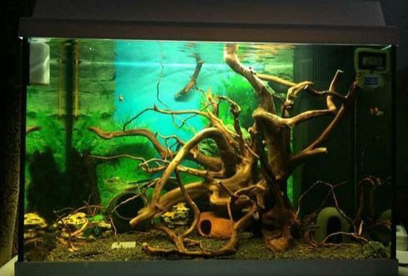 銀龍魚和什么魚可以混養一起（銀龍魚和什么魚可以混養一起吃）