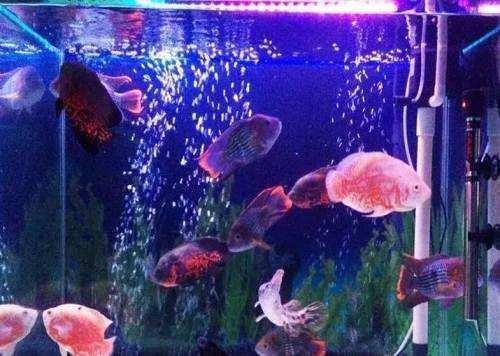 宿州寶匯水族有限公司（宿州寶匯水族有限公司電話）