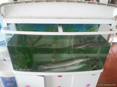 海岸水族（海岸漁場怎么玩）
