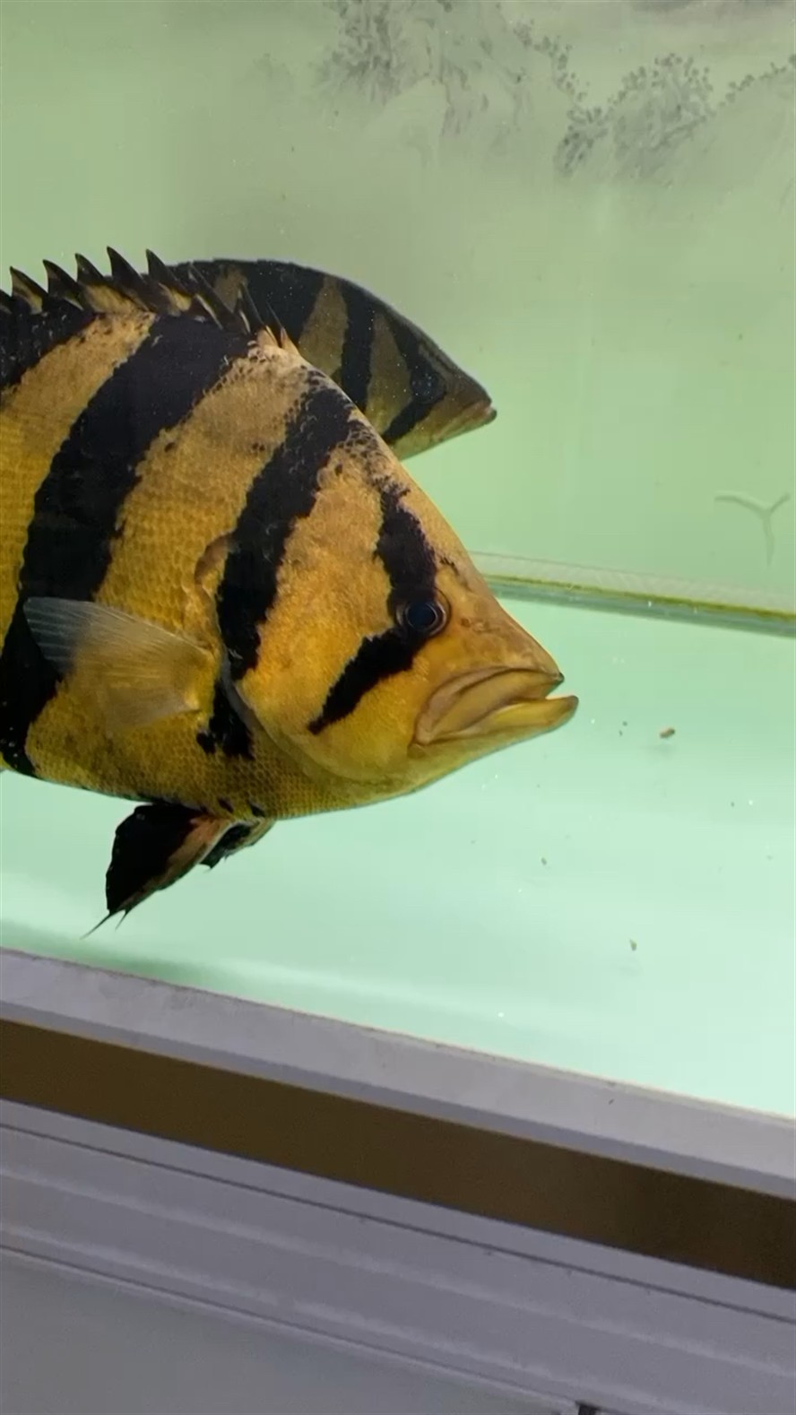 長大的虎魚身上好多黑點