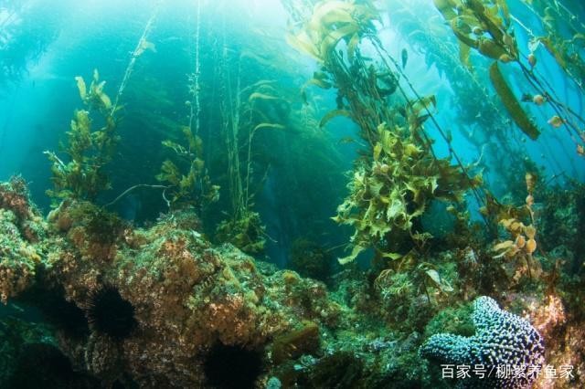 銀龍魚用多大缸養（銀龍魚用多大缸養比較好）