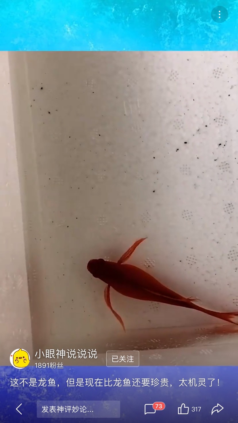 虎魚轉圈