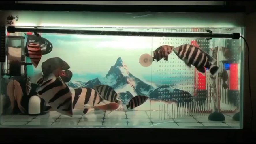喜歡虎魚(yú)還不快快靠過(guò)來(lái)