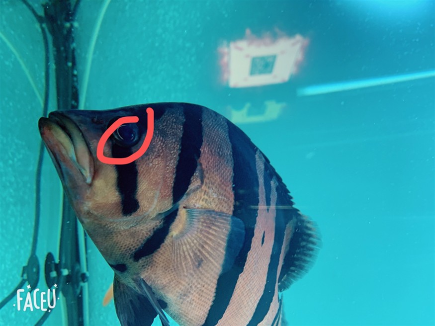 請各位幫忙看下這虎魚眼睛是怎么了