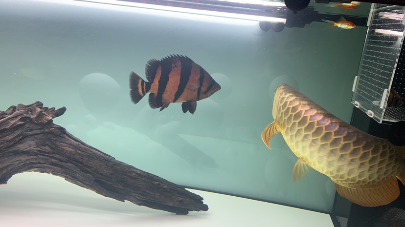 請各位幫忙看下這虎魚眼睛是怎么了