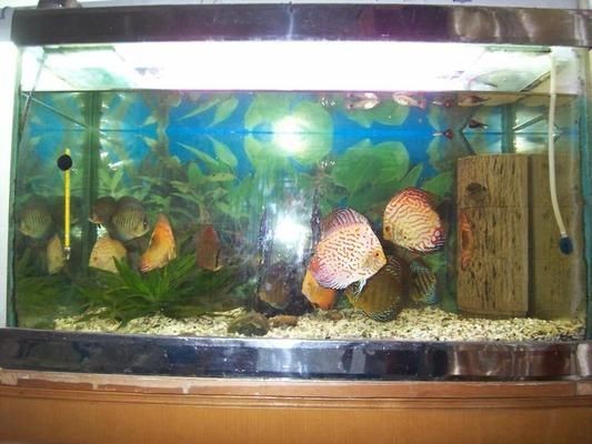 魚缸 銀龍魚吃什么長得快一點呢(銀龍魚吃什么長得快一點呢視頻) 銀龍魚百科 銀龍魚吃什么長得快一點呢(銀龍魚吃什么長得快一點呢視頻) 銀龍魚吃什么長得快一點呢(銀龍魚吃什么長得快一點呢視頻) 銀龍魚百科