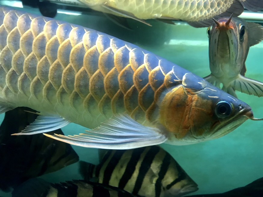半夜里的虎魚、龍魚