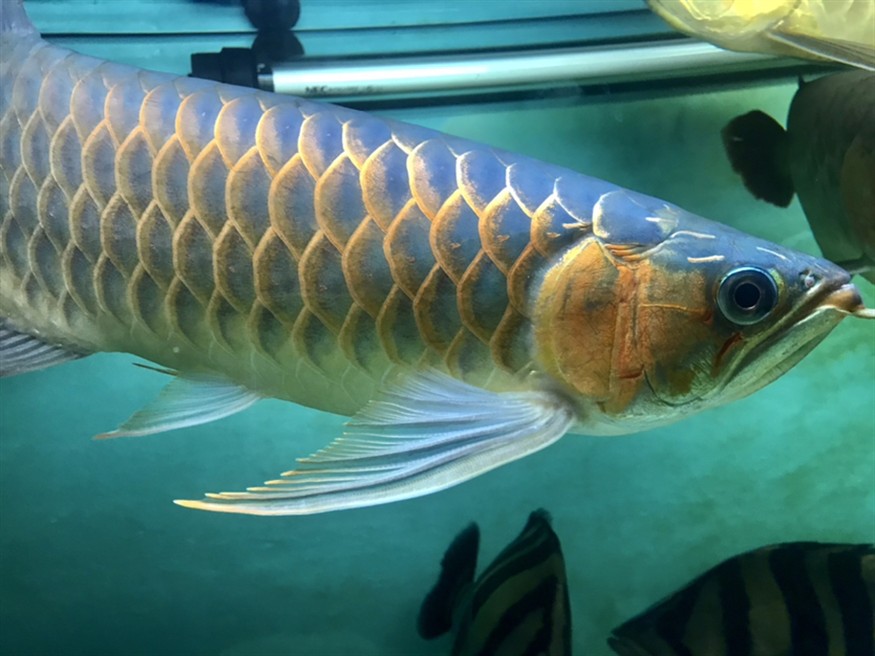 半夜里的虎魚、龍魚