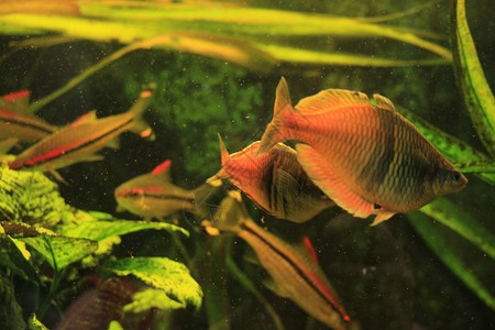 銀龍魚孵化多長時間