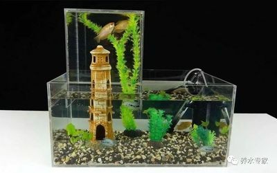 銀龍魚的飼養方法和配方圖片(銀龍魚的飼養技巧)