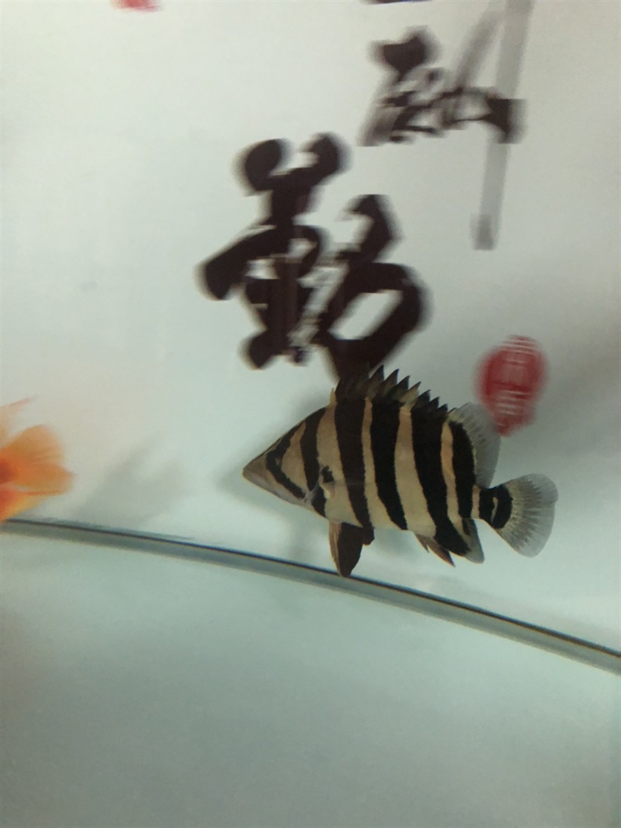 想問大神我這是虎魚什么品種品相怎么