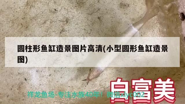 紅龍魚購買后如何適應新環境（紅龍魚入缸7天適應期每日操作清單）