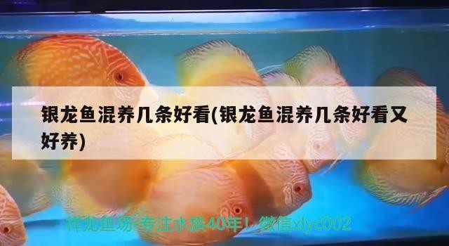 銀龍魚混養幾條好看(銀龍魚混養幾條好看又好養)