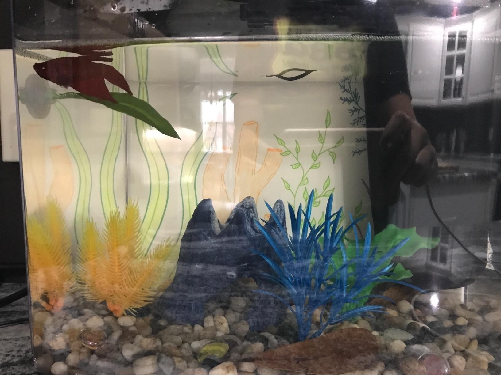 斗魚魚缸怎么布置最好：布置斗魚魚缸的方法 斗魚魚缸怎么布置最好：布置斗魚魚缸的方法 魚缸百科 第4張