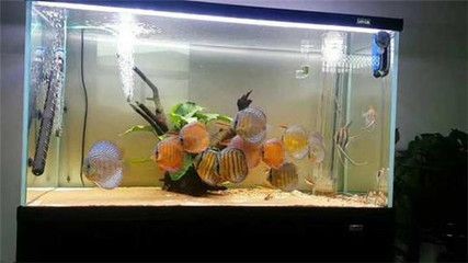 魚缸下水堵了不開怎么辦？：底濾魚缸下水堵了不開怎么辦？