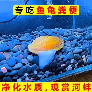 魚缸養護之河蚌：水草生態揭秘水草生態揭秘水草生態揭秘水草生態揭秘