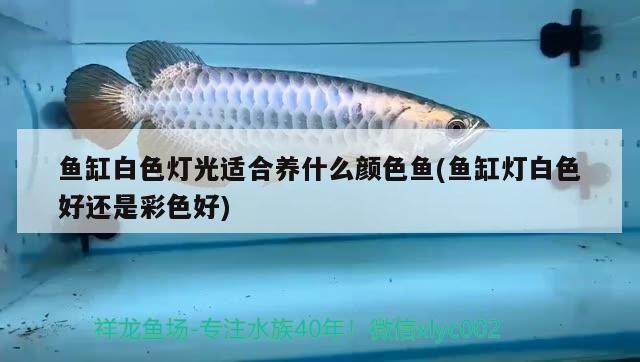 紅龍魚和虎魚打架怎么辦（紅龍和虎魚混養尺寸）