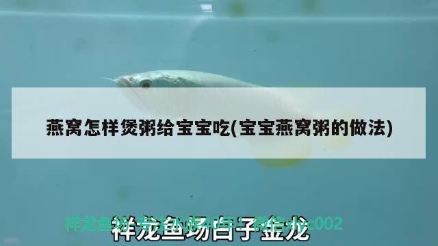黃金珍珠虎魚和鼠魚能混養嗎（黃金珍珠虎魚和鼠魚能混養嗎）