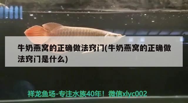 黃金珍珠虎魚和鼠魚能混養嗎（黃金珍珠虎魚和鼠魚能混養嗎）