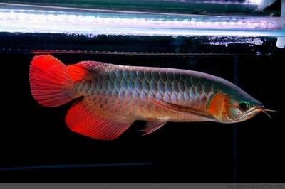 龍魚吃什么鱗片長(zhǎng)得好