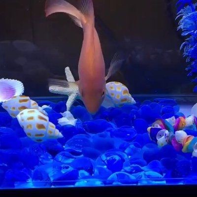 徹底清洗魚缸的小妙招視頻播放：如何徹底清洗魚缸？