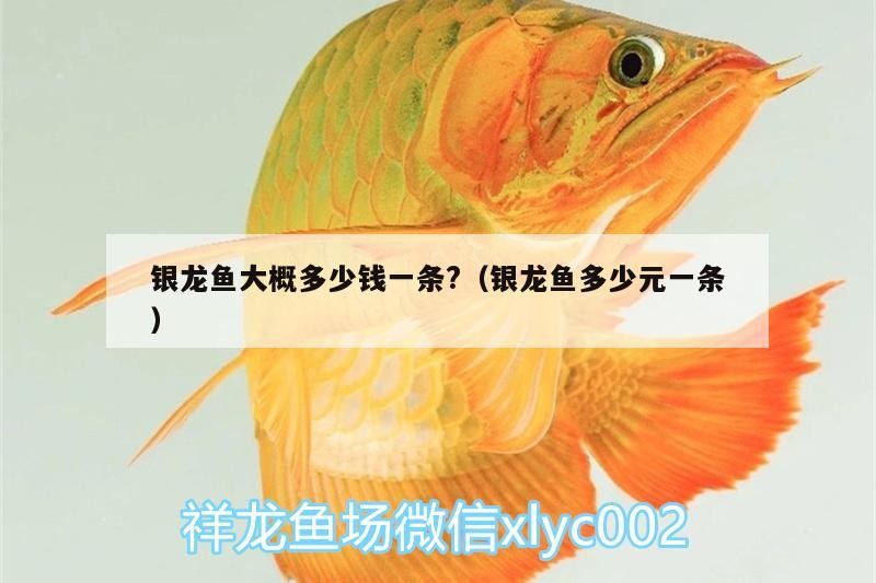 銀龍魚大概多少錢一條?（銀龍魚多少元一條）