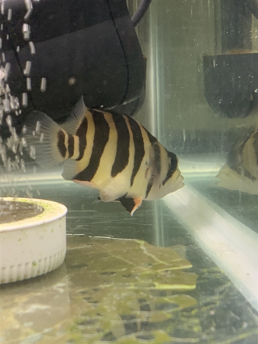 小虎魚肛門突出
