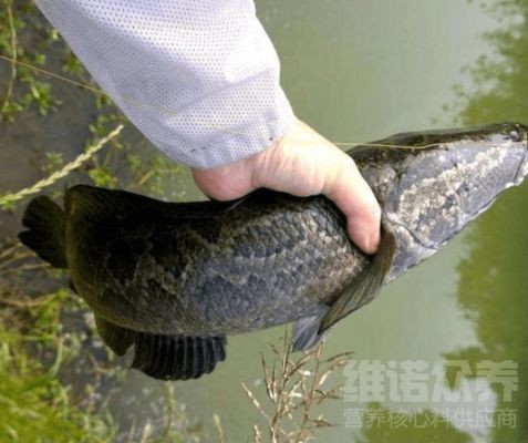 黑魚的飼養(yǎng)方法：黑魚在魚缸中的培育和欣賞