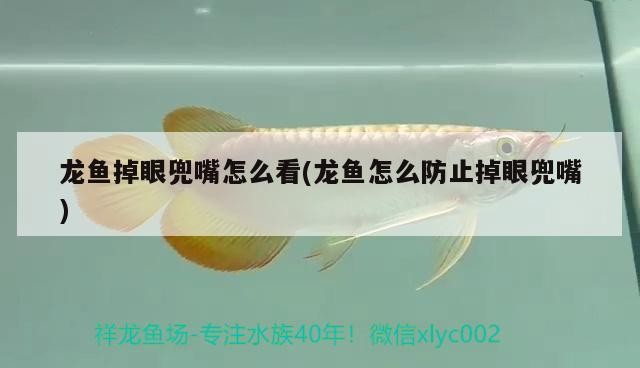 印尼虎魚怎么飼養(yǎng)？