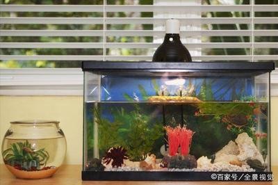 萊蕪市鋼城區晟瑞水族館（萊蕪市鋼城區晟瑞水族館電話）