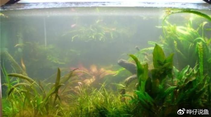 魚缸水發白霧蒙蒙是一種常見問題，魚缸水發白霧蒙蒙的問題：魚缸水發白霧蒙蒙如何解決