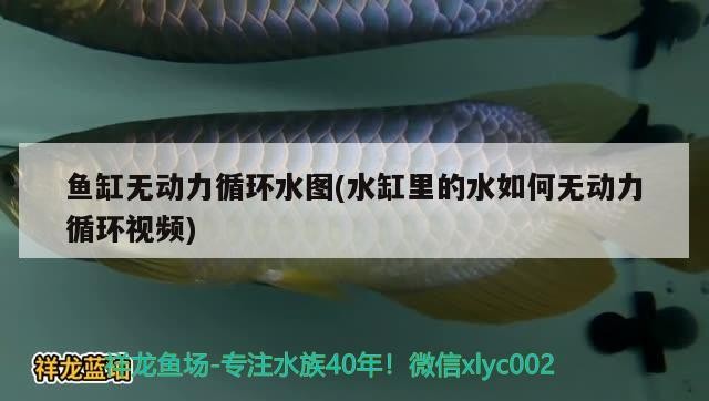 魚缸無動力循環水圖(水缸里的水如何無動力循環視頻)
