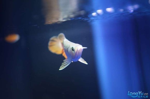 魚缸放維生素c的時候可以開uv燈嗎為什么(魚缸uv殺菌燈可以一直開嗎)