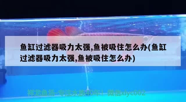 虎魚能和金龍魚一起養嗎圖片欣賞一下（虎魚可以和金龍魚一起混養嗎） 虎魚能和金龍魚一起養嗎圖片欣賞一下（虎魚可以和金龍魚一起混養嗎） 虎魚百科 第1張